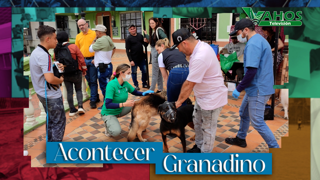 Imagen vacunacion perros y gatos granada